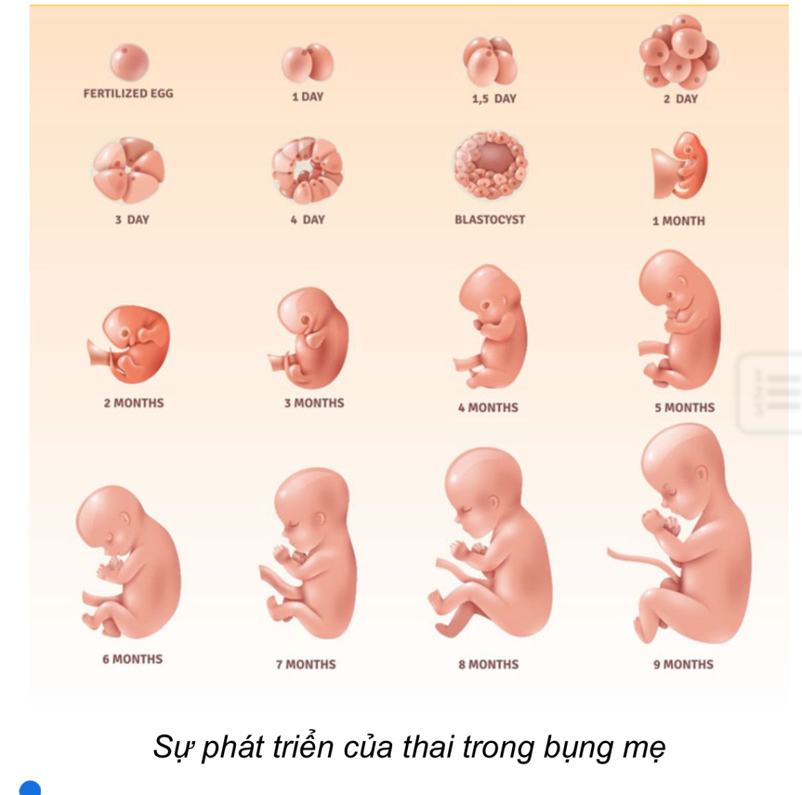 Hình ảnh em bé trong bụng mẹ - HelloBacsi