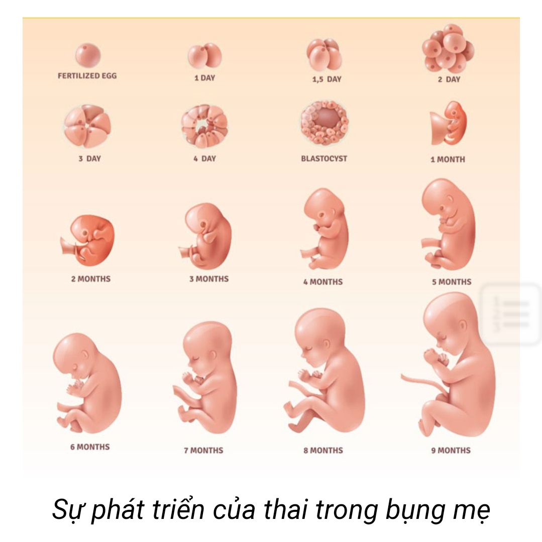 Sự phát triển của thai nhi theo tuần tuổi  