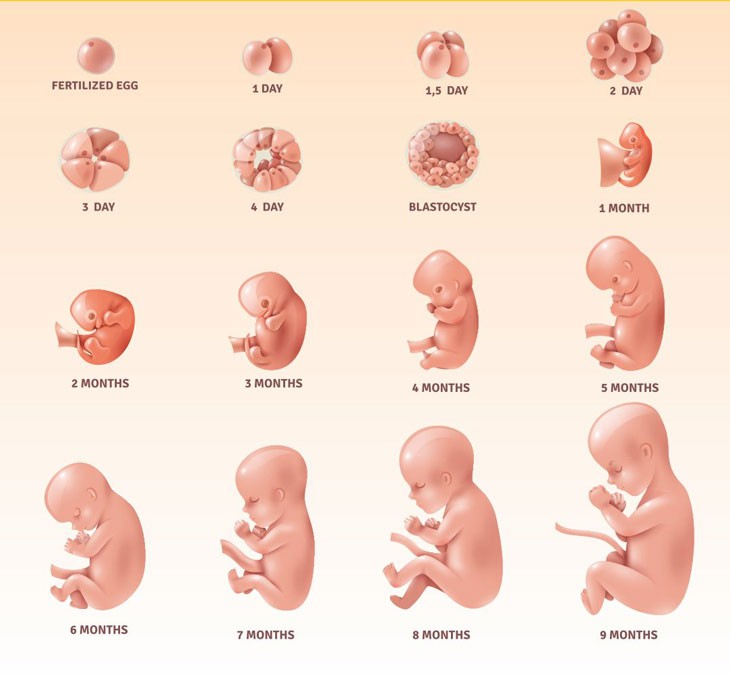 Quá trình phát triển của thai nhi trong 40 tuần