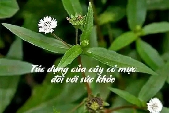 Tác dụng của cây nhọ nồi đối với sức khỏe 