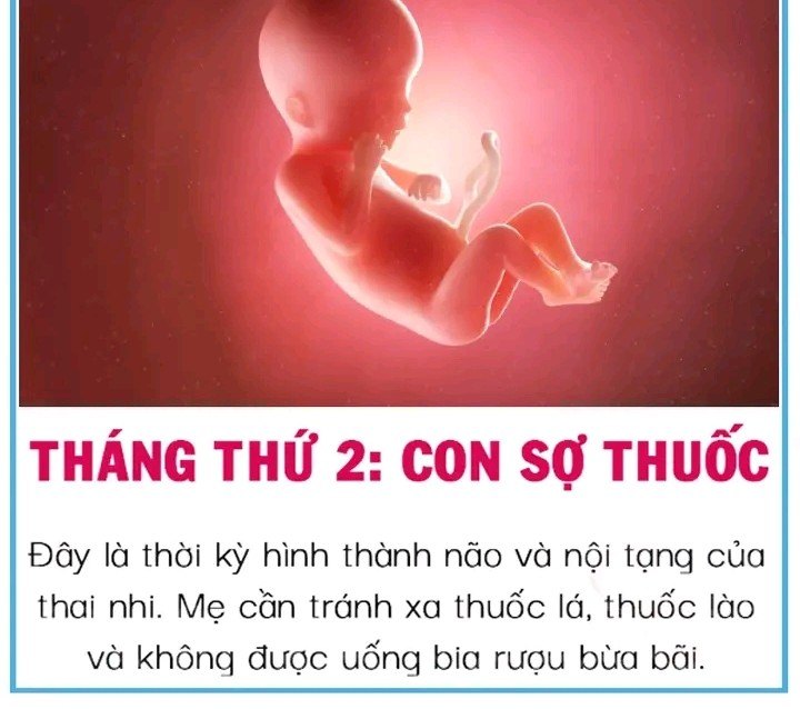 Theo từng tháng, thai nhi sợ gì trong bụng mẹ 