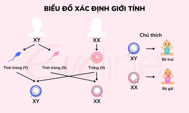 Sinh con trai hay gái phụ thuộc vào ai