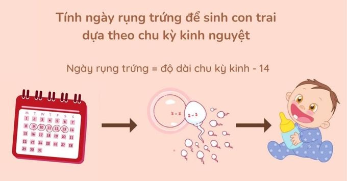 Thực hư cách sinh con trai phụ thuộc vào ngày rụng trứng