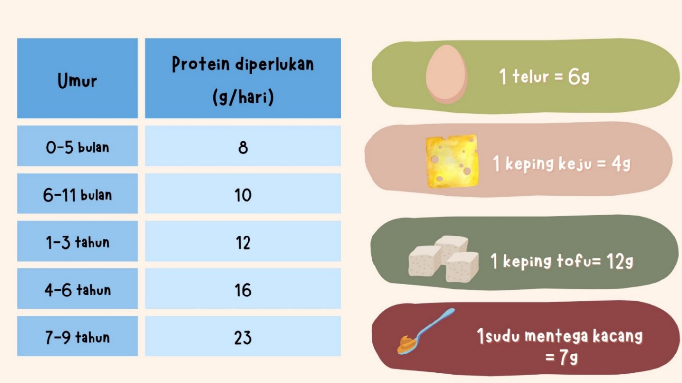 Protein - sumber yang berkualiti & amaun yang diperlukan oleh anak anda