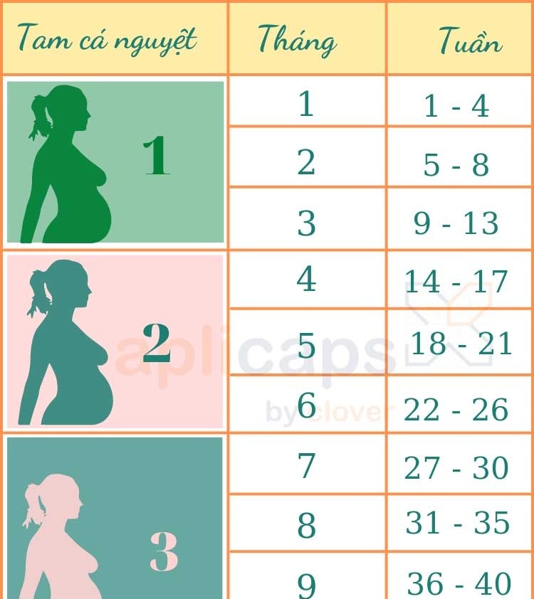 Ý nghĩa và bảng tính tuần thai ra tháng 