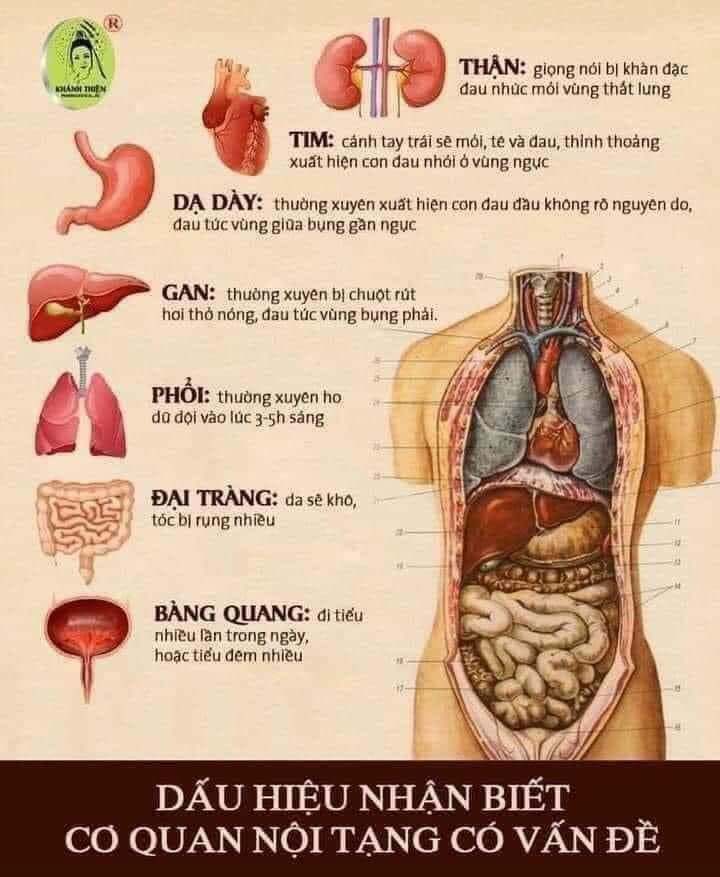 Dấu hiệu nhận biết thận có vấn đề