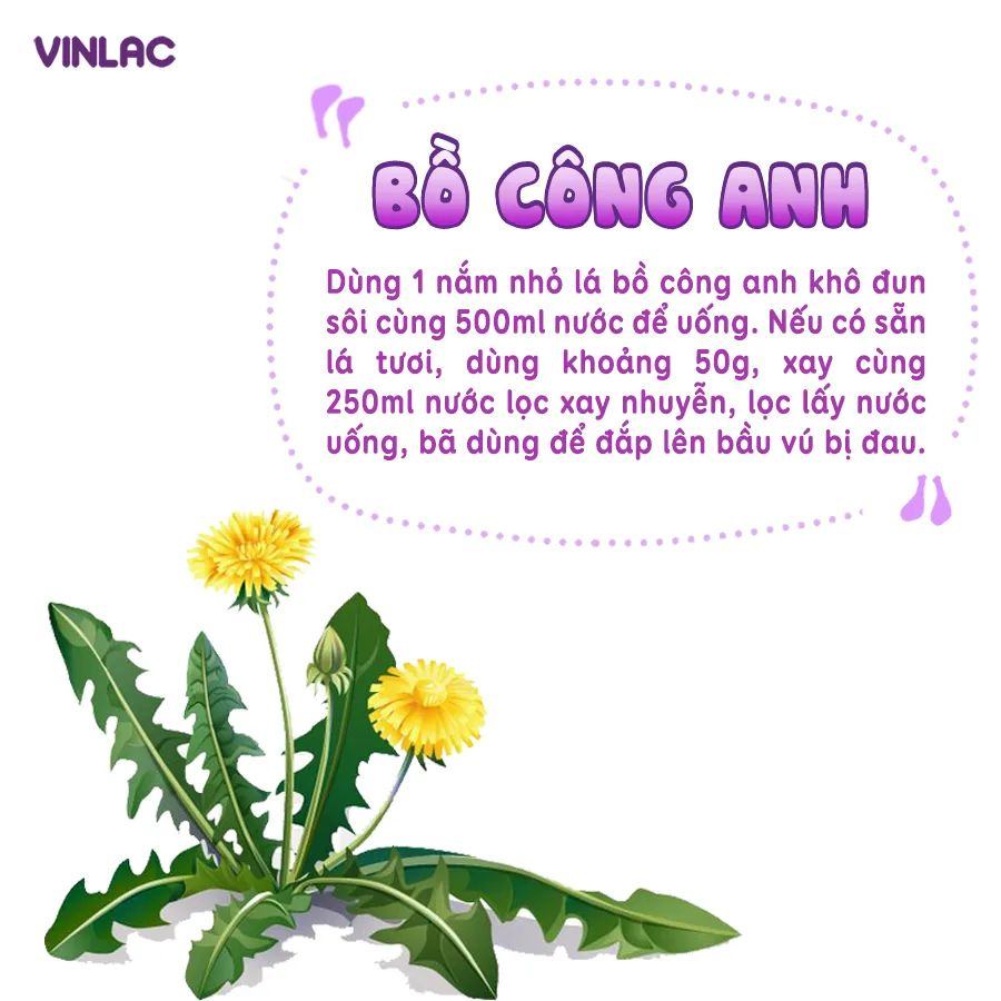 MẸO CHỮA TẮC TIA SỮA THEO KINH NGHIỆM DÂN GIAN