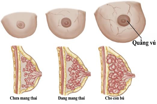Các thay đổi ở ngực trong giai đoạn mang thai