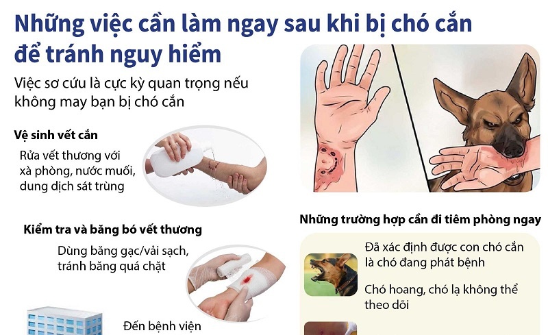 Bị chó cắn tiêm mấy mũi?