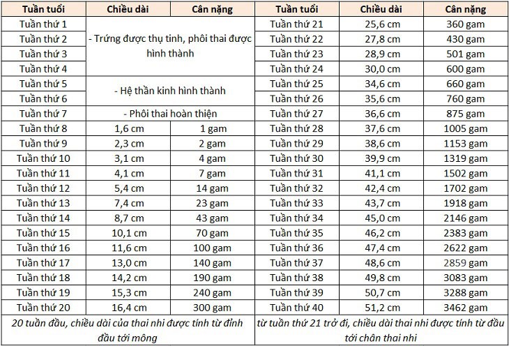 Bảng cân nặng thai nhi theo tuần 