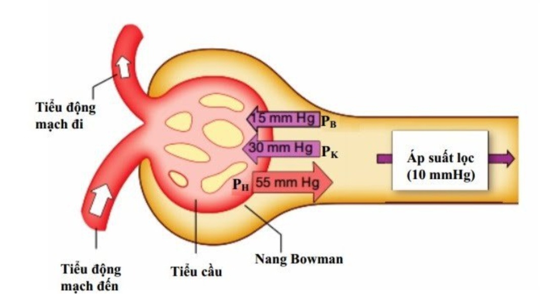 3. Quá trình tái hấp thu và bài tiết ở ống thận