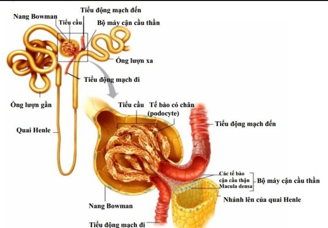 Quá trình tạo nước tiểu ở ống thận diễn ra thế nào?  