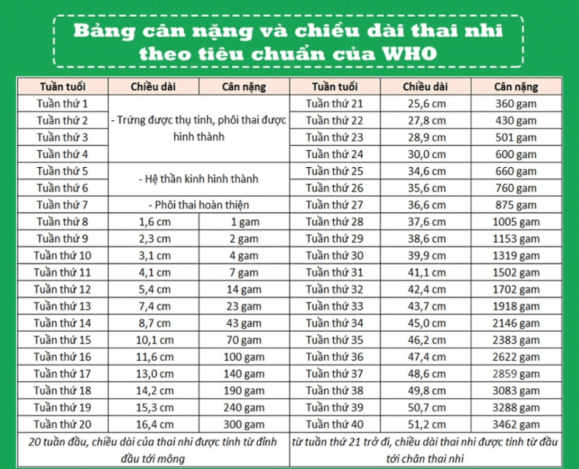 Bảng tiêu chuẩn cân nặng thai nhi đạt chuẩn theo WHO