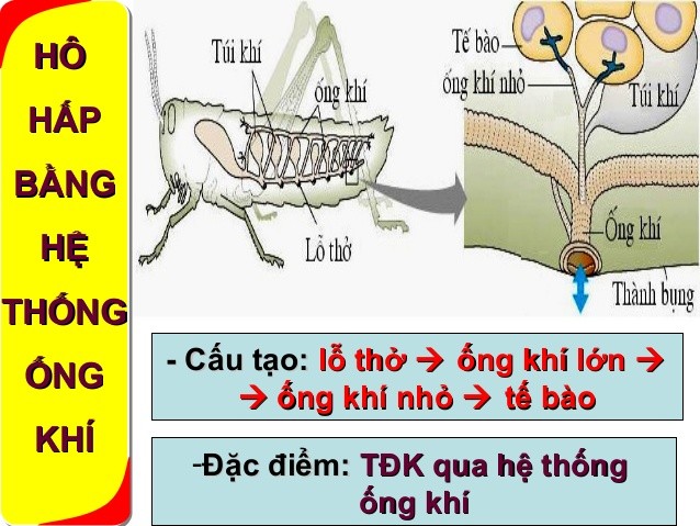 Côn trùng có hình thức hô hấp nào ?