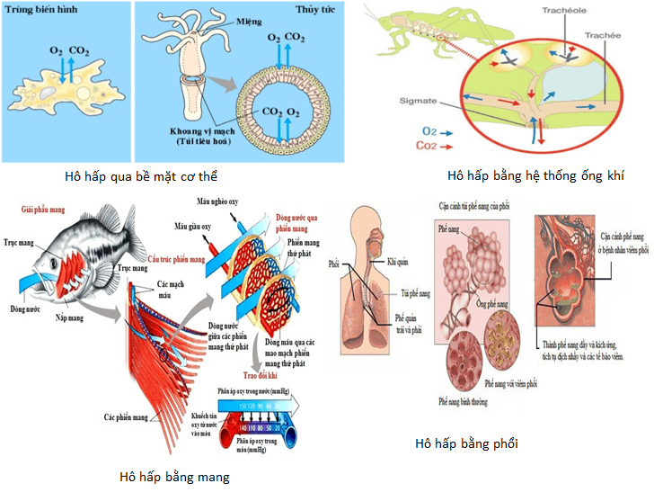 Côn trùng có hình thức hô hấp nào ?