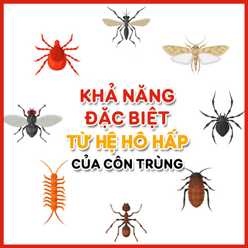 Côn trùng có hình thức hô hấp nào ?