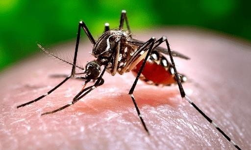 Sốt xuất huyết dengue là gì?