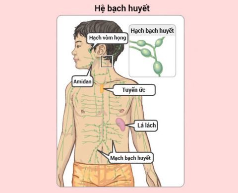 Hạch bạch huyết là gì? Vai trò, cấu tạo