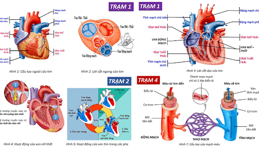 VÌ SAO TIM HOẠT ĐỘNG SUỐT ĐỜI MÀ KHÔNG MỎI?