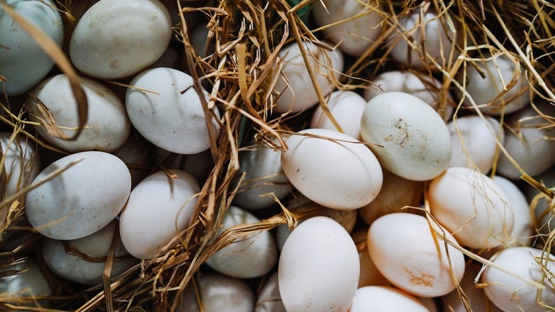 Nằm mơ thấy nhặt được nhiều trứng vịt là điềm báo lành hay dữ?