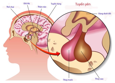 Vai trò quan trọng của Hóc Môn Tăng Trưởng (GH) đối với cơ thể  