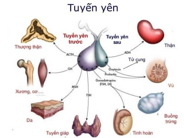 Vai trò quan trọng của Hóc Môn Tăng Trưởng (GH) đối với cơ thể  