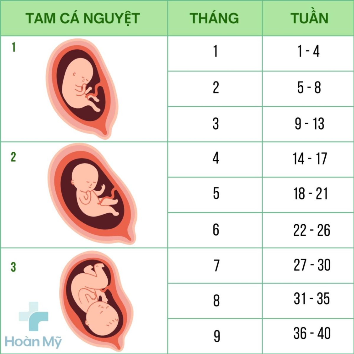Thai bao nhiêu tuần thì có tim thai? - Giải đáp thắc mắc cho mẹ bầu