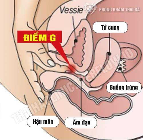 Điểm G của phụ nữ có giống nhau không? 12 Điểm nhạy cảm nhất