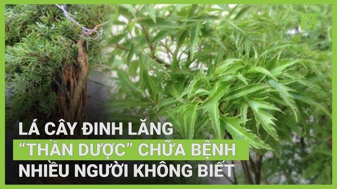 Lá đinh lăng và công dụng - "Sâm quý" cho sức khỏe dồi dào 