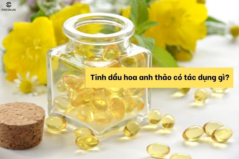 Hoa anh thảo - "Nữ hoàng sắc đẹp" với 10 công dụng tuyệt vời