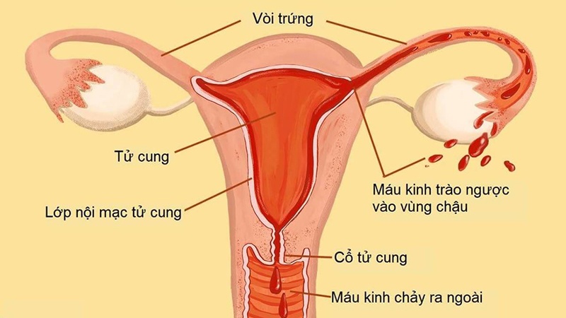 Nội mạc tử cung: Khám phá lớp niêm mạc quan trọng trong tử cung