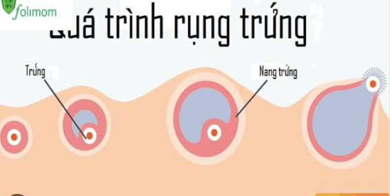 Dấu hiệu mang thai sau rụng trứng