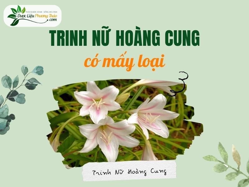 Cây trinh nữ hoàng cung có mấy loại? Phân biệt và công dụng của từng loại