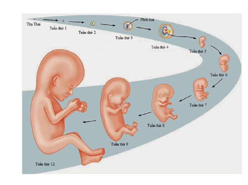 Quá trình phát triển của thai nhi - hành trình