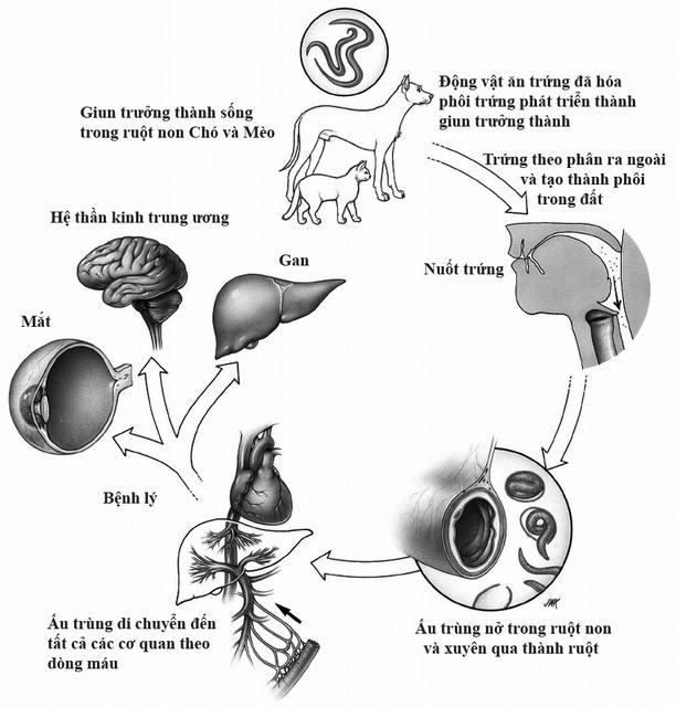 Bệnh sán chó: Lây qua đường nào? Có lây từ người sang người không?