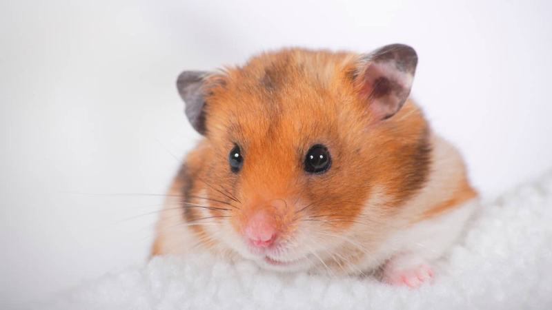 Chuột hamster có lây bệnh cho người không?