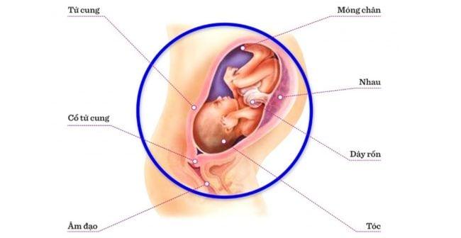 Thai nhi phát triển tuần 30 diễn ra như thế nào?