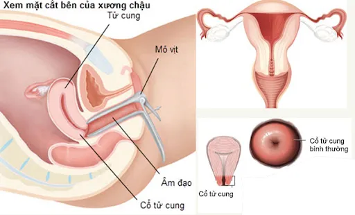 Tử cung to hơn bình thường khi mang thai có sao không? 